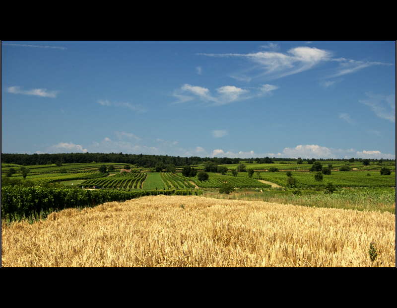 50_pohled na vinice kolem NeusiedelSee.jpg