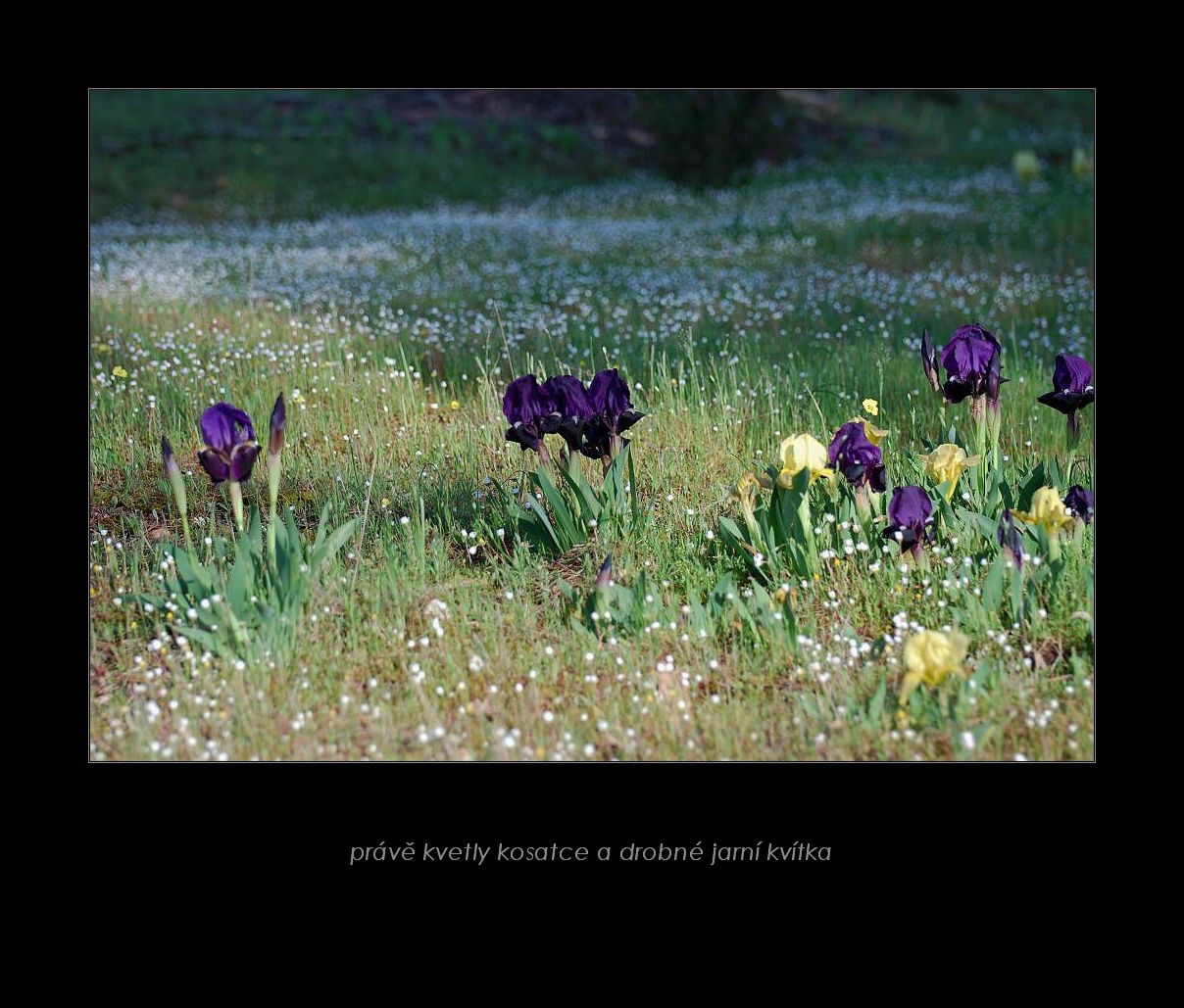 152_Kosatcové  planiny