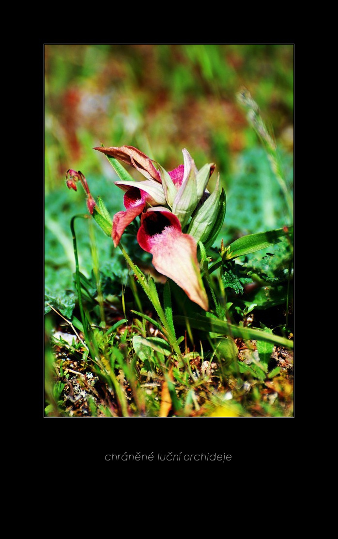 155_Divoká orchidej
