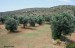 301_olivové sady